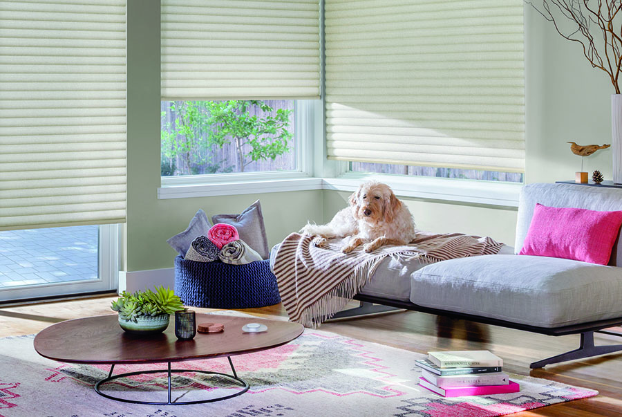 pet sits in sunny spot with custom cellular roller shades in Houston TX 