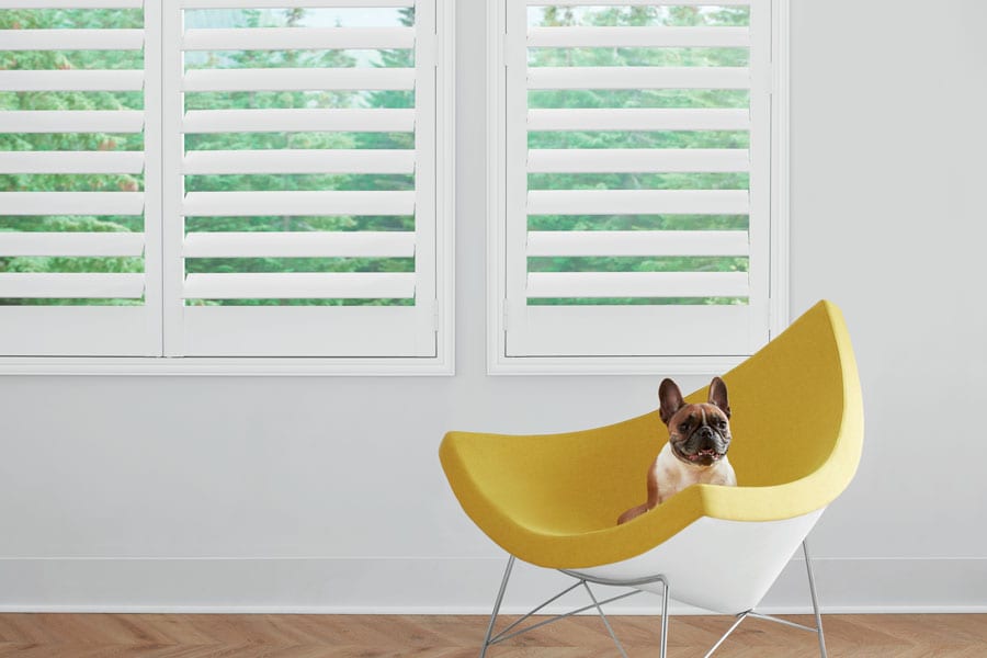 white shutters with dog in chair in Memorial TX